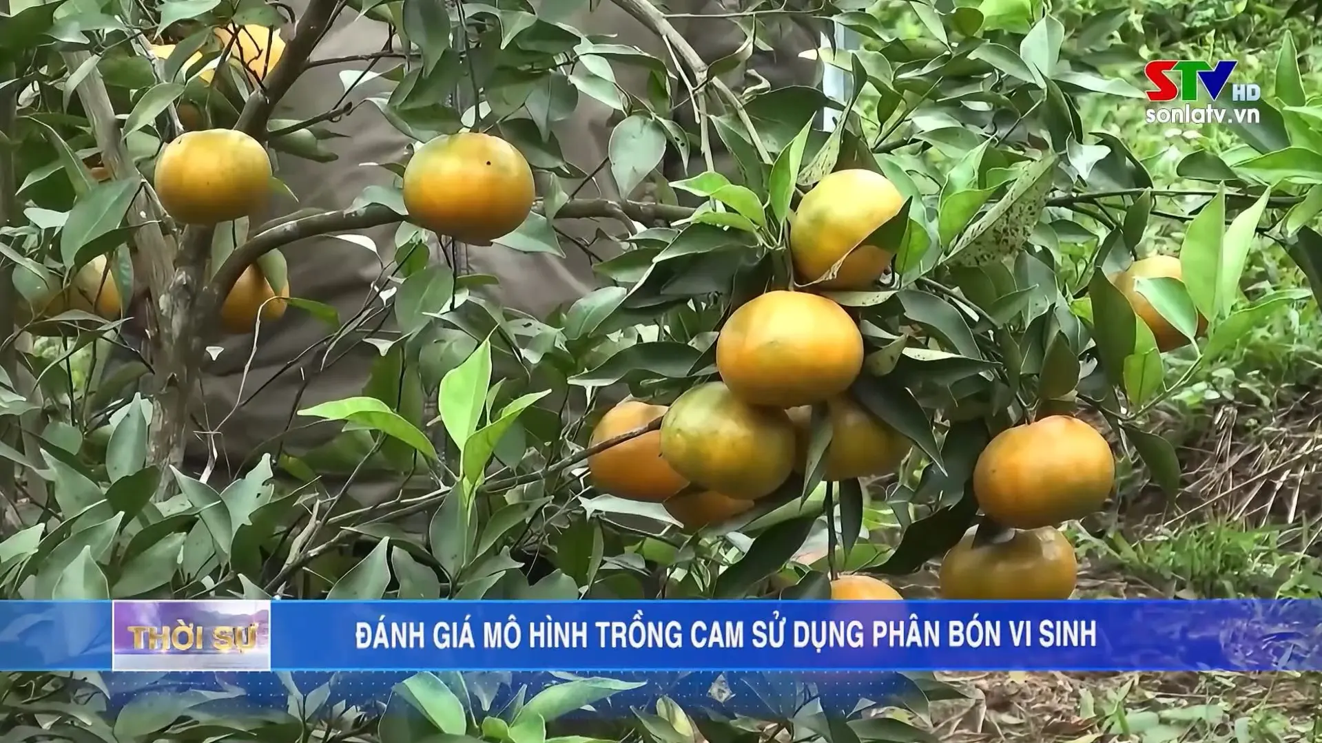 [Phóng sự STV] Cam Phù Yên "được mùa, được giá" nhờ giải pháp Phân bón Vi sinh Thành Châu